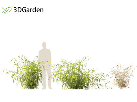 Chasmanthium latifolium - Inland sea oats 01 3D Model