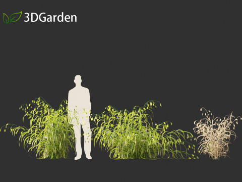 Chasmanthium latifolium - Inland sea oats 01 3D Model