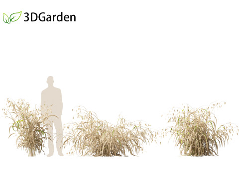 Chasmanthium latifolium - Inland sea oats 01 3D Model
