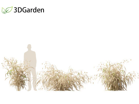 Chasmanthium latifolium - Inland sea oats 01 3D Model