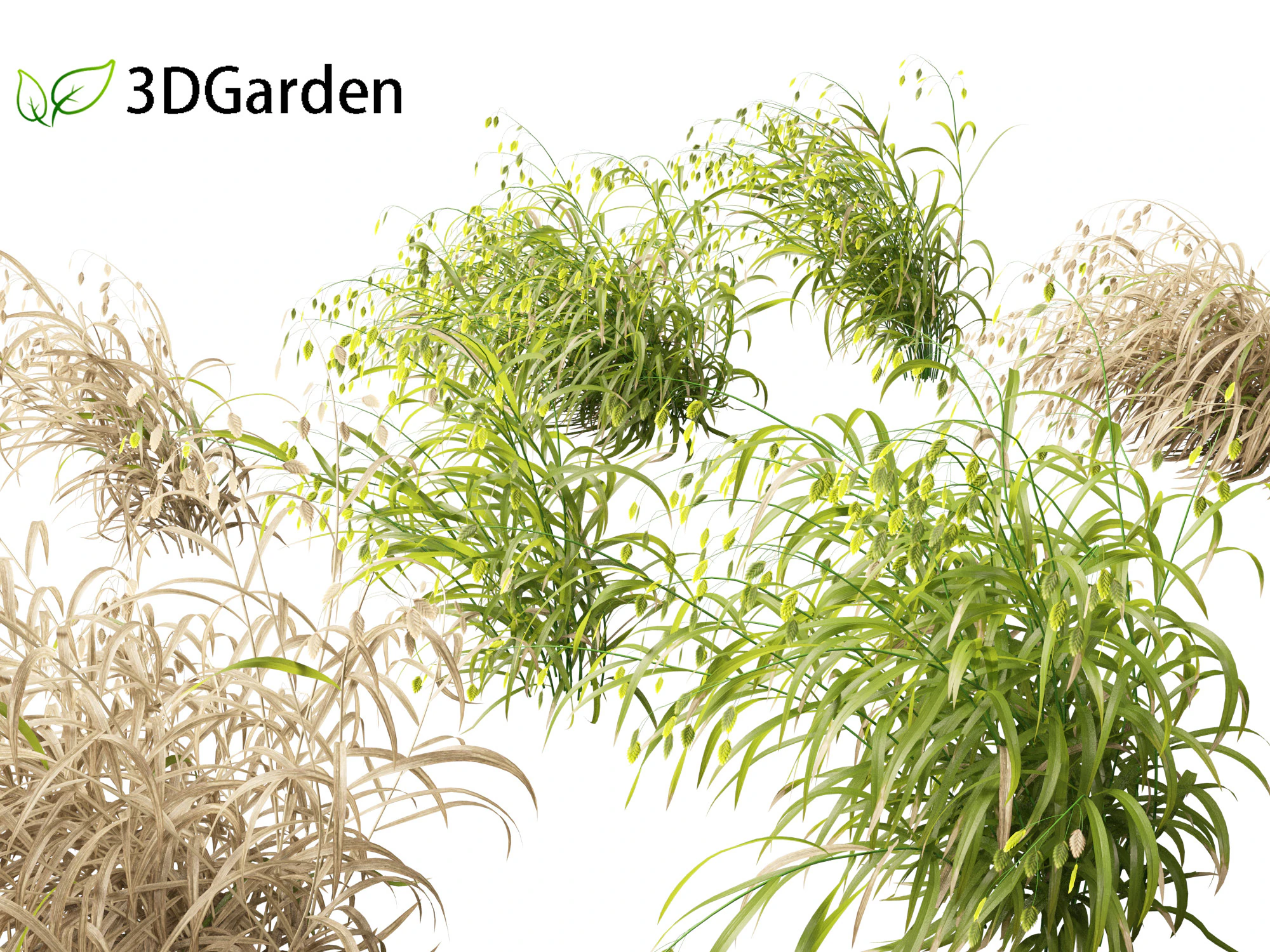 Chasmanthium latifolium - Avena di mare interno 02 Modello 3D .c4d .max .obj .3ds .fbx .stl .blend 