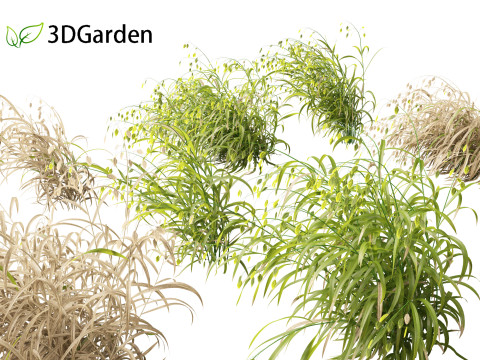Chasmanthium latifolium - Inland sea oats 02 3D Model