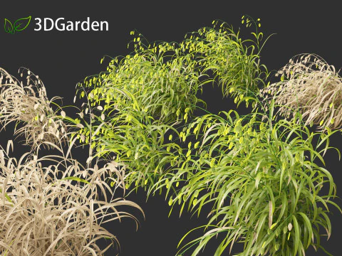Chasmanthium latifolium - Avena di mare interno 02 Modello 3D