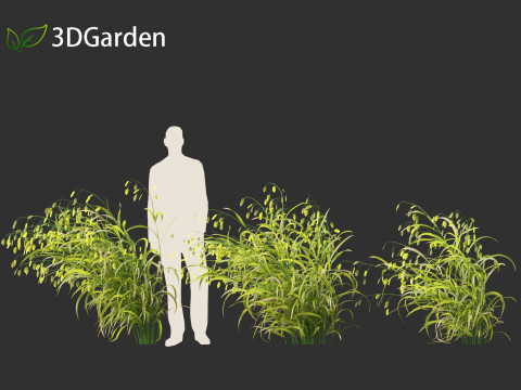 Chasmanthium latifolium - Inland sea oats 02 Modello 3D