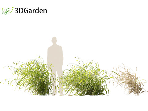 Chasmanthium latifolium - Inland sea oats 02 Modello 3D