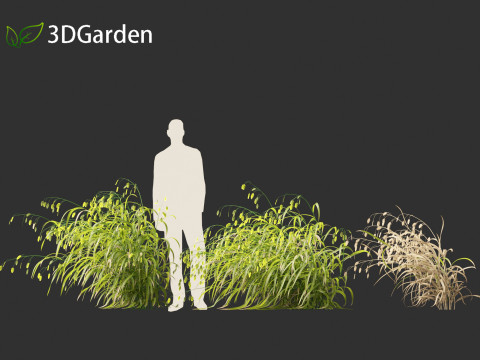 Chasmanthium latifolium - Inland sea oats 02 Modello 3D