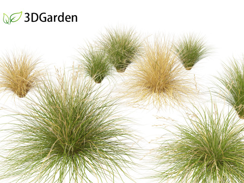 Chionochloa rubra - Red tussock grass 01 3D Model