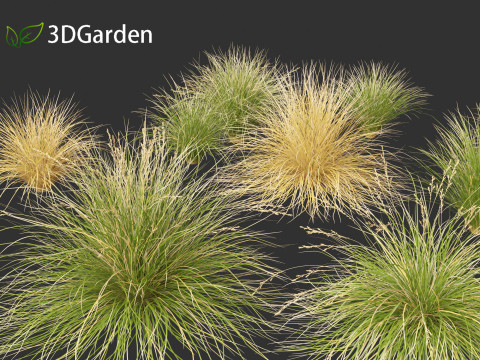 Chionochloa rubra - Red tussock grass 01 3Dモデル