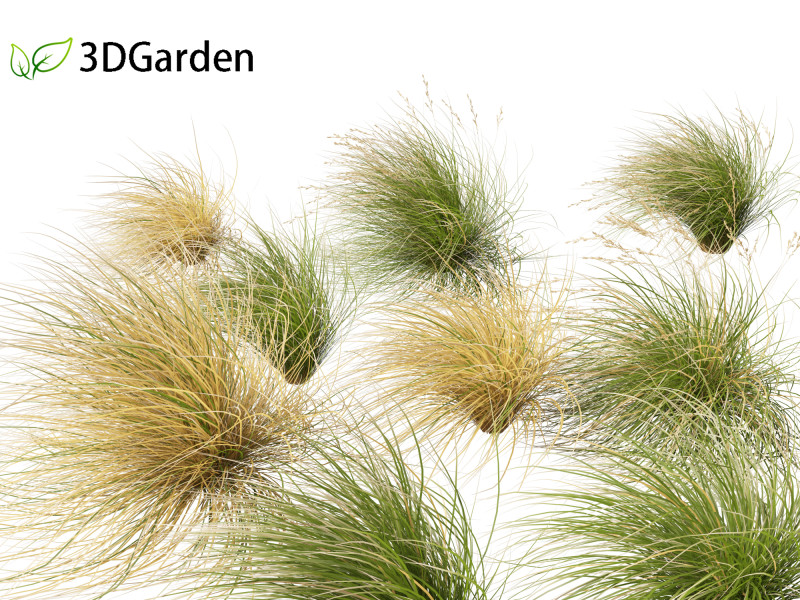 Chionochloa rubra - Red tussock grass 02 3D Model .c4d .max .obj .3ds .fbx .stl .blend 