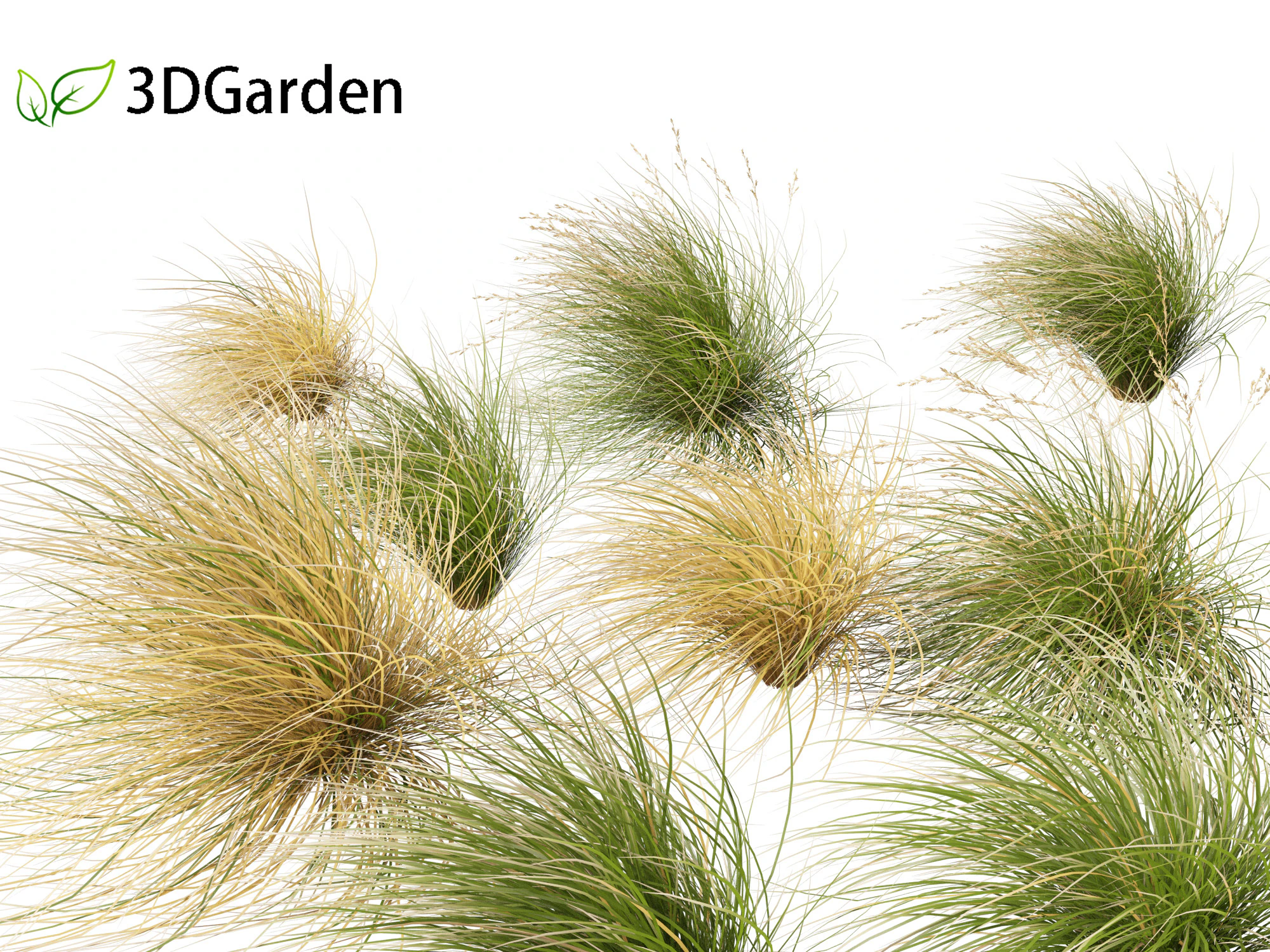 Chionochloa rubra - Red tussock grass 02 3D Model .c4d .max .obj .3ds .fbx .stl .blend