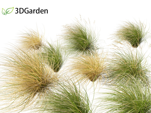 Chionochloa rubra - Red tussock grass 02 3D Model