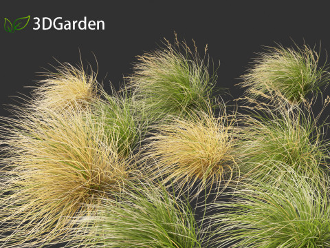 Chionochloa rubra - Red tussock grass 02 3D Model