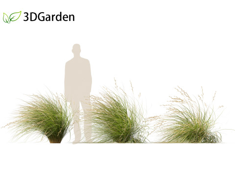 Chionochloa rubra - Red tussock grass 02 3D Model
