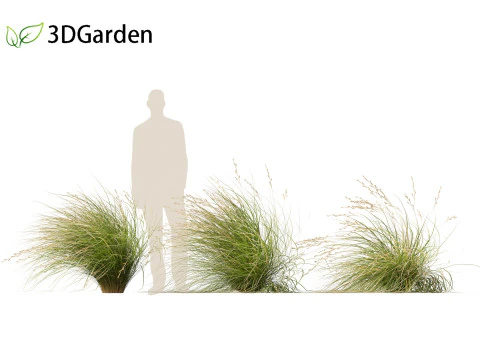 Chionochloa rubra - Red tussock grass 02 3D Model