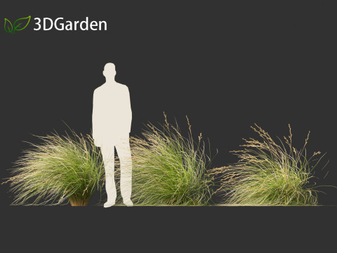 Chionochloa rubra - Red tussock grass 02 3D Model