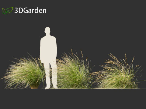 Chionochloa rubra - Red tussock grass 02 3D Model