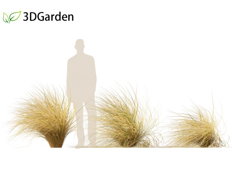 Chionochloa rubra - Red tussock grass 02 3D Model