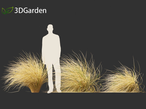 Chionochloa rubra - Red tussock grass 02 3D Model