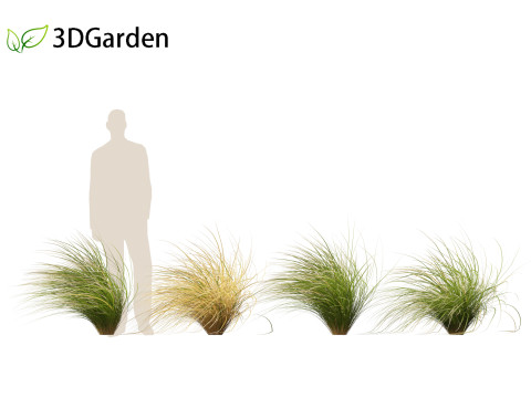 Chionochloa rubra - Red tussock grass 02 3D Model