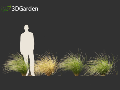 Chionochloa rubra - Red tussock grass 02 3D Model