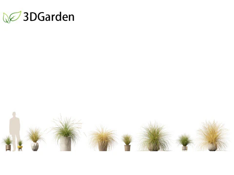 Chionochloa rubra - Erba ciuffo rossa 03 Modello 3D