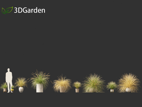 Chionochloa rubra - Red tussock grass 03 Modelo 3D