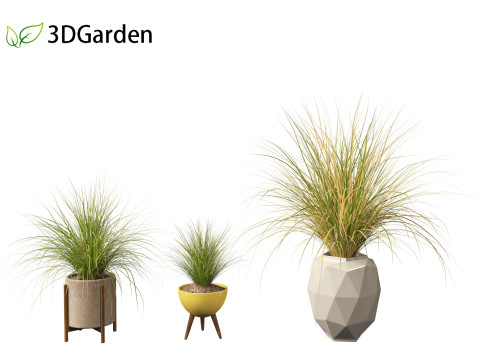 Chionochloa rubra - Red tussock grass 03 Modelo 3D