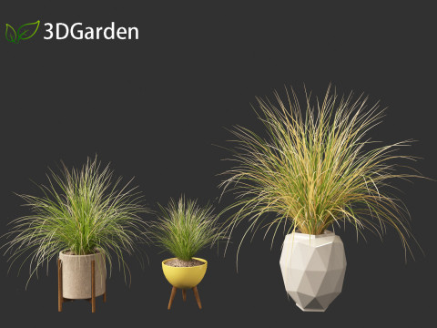 Chionochloa rubra - Red tussock grass 03 Modelo 3D