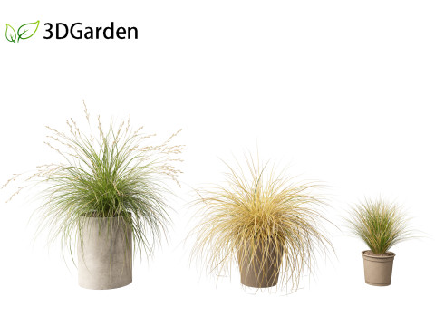 Chionochloa rubra - Red tussock grass 03 Modelo 3D