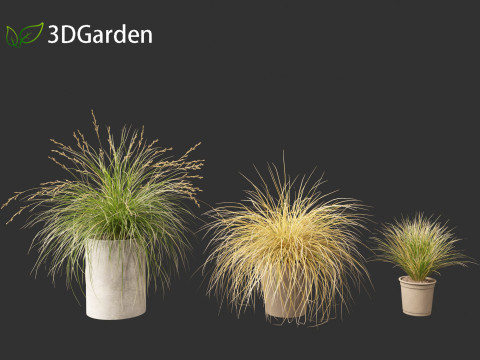 Chionochloa rubra - Red tussock grass 03 Modelo 3D