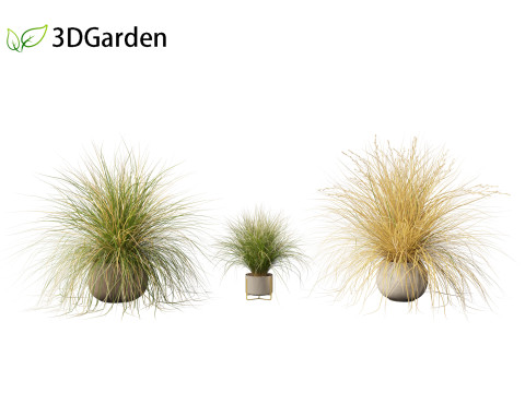 Chionochloa rubra - Red tussock grass 03 Modelo 3D