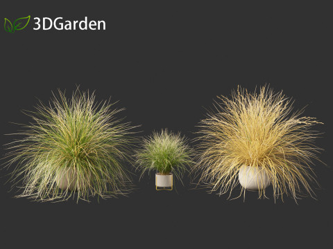 Chionochloa rubra - Red tussock grass 03 Modelo 3D