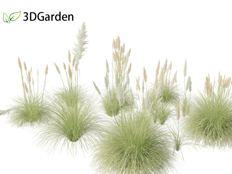 Cortaderia selloana - Pampas grass 01 3D Model .c4d .max .obj .3ds .fbx .stl .blend 