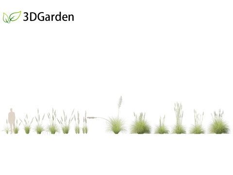 Cortaderia selloana - Pampas grass 01 3D Model