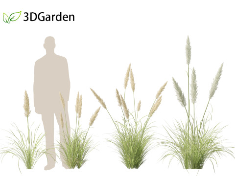 Cortaderia selloana - Pampas grass 01 3D Model
