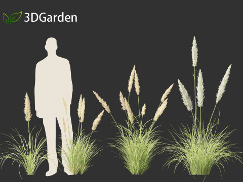 Cortaderia selloana - Pampas grass 01 3D Model
