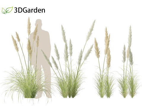 Cortaderia selloana - Pampas grass 01 3D Model