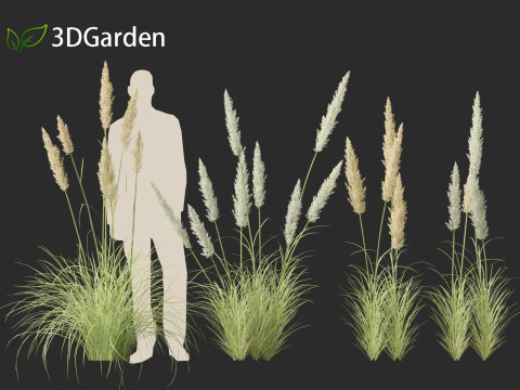 Cortaderia selloana - Pampas grass 01 3D Model