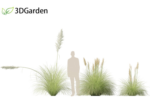Cortaderia selloana - Pampas grass 01 3D Model