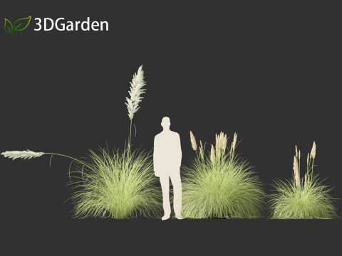 Cortaderia selloana - Pampas grass 01 3D Model
