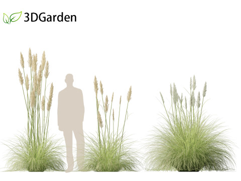 Cortaderia selloana - Pampas grass 01 3D Model
