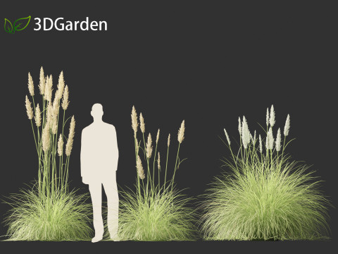 Cortaderia selloana - Pampas grass 01 3D Model