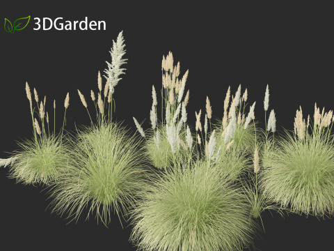 Cortaderia selloana - Pampas grass 01 3D Model