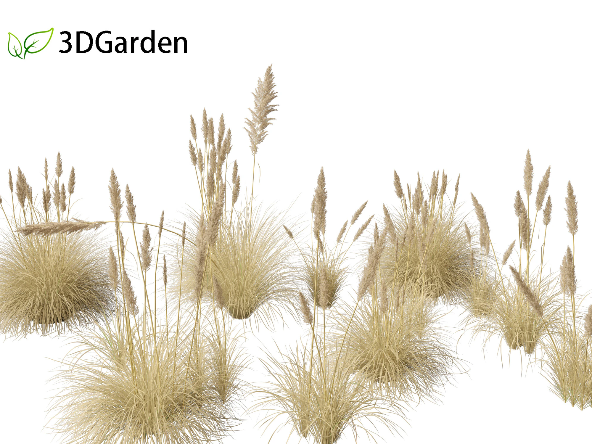 Cortaderia selloana - Pampas grass 02 3D Model .c4d .max .obj .3ds .fbx .stl .blend 