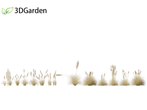 Cortaderia selloana - Pampas grass 02 Modello 3D