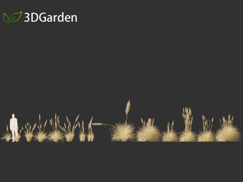Cortaderia selloana - Pampas grass 02 Modello 3D