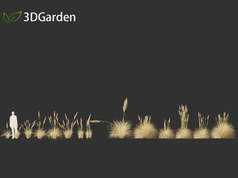 Cortaderia selloana - Pampas grass 02 3D Model