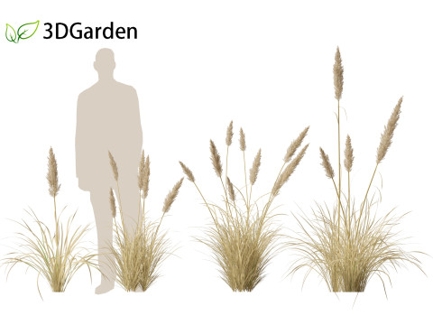 Cortaderia selloana - Pampas grass 02 Modello 3D