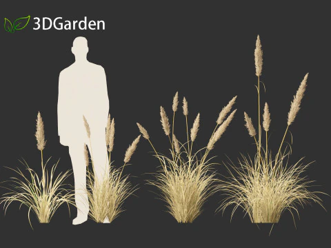Cortaderia selloana - Pampas grass 02 3D Model