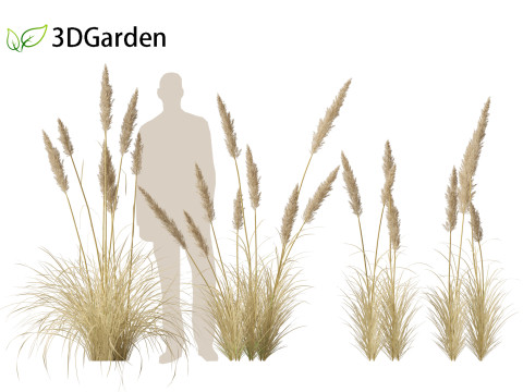 Cortaderia selloana - Pampas grass 02 Modello 3D